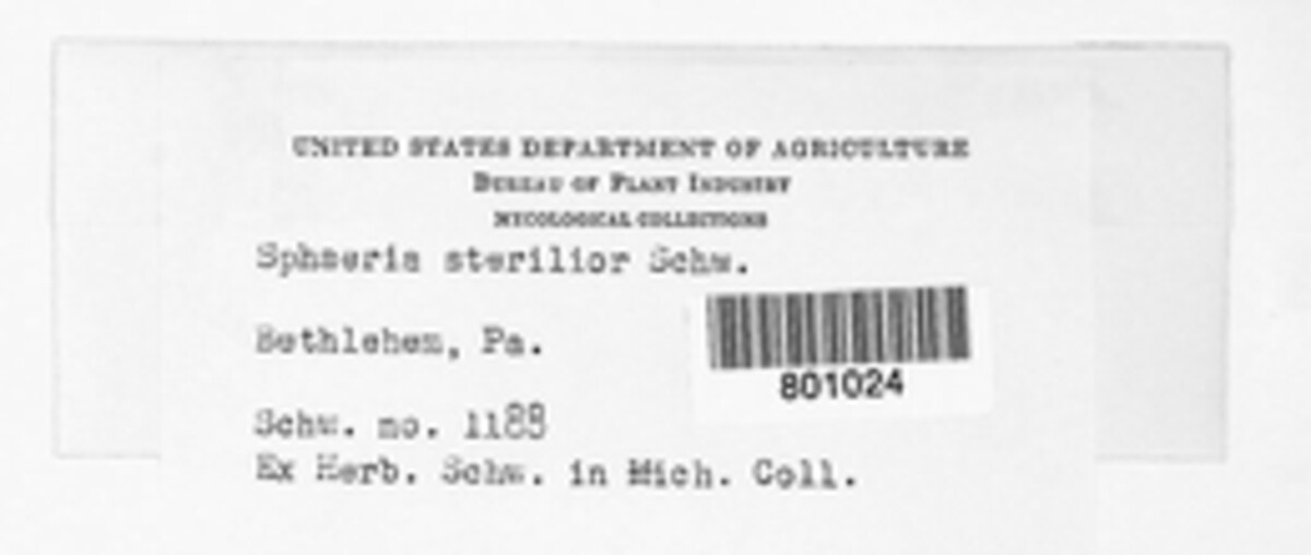 Sphaeria sterilior image